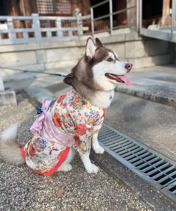 [}C]yCAT&DOGz  ybgEFA y7L-9Lz/˂܁Eʂ܁iONEKOSAMA OINUSAMAj N[