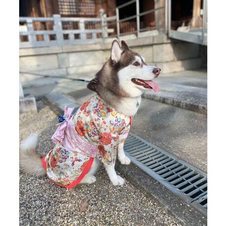 [^:ONS-0057-MBIG]ʂ܁E˂܂̖{iaȘâ߂񕗑fނƐwD̂悤ȑяו܂łiŒڂ̓IɁI⏉wANBeALÔjɂ҂łBPOINTIEfUCE߂fށEOJŒւ炭炭E܂ݍ׍H̃RT[WtELx10TCYWJfUCĂ{ihBpbƖڂ₩ȒEFAłBdˋ݂яȂǍו܂ł@ׂȎdオB݂Ɛɂ̓oCJ[̃pCsOāAĂ݊QłBwANbvɂȂя|CgIfޑ@ׂȌÓTN₩ȁA㎿߂񕗑fނgpB򊴂̂鐼wD蕗̑тn荂ՂBZ₷OJI傫JđOʂƂ̓}WbNe[vŋ݂Ƒт𗯂߂邾Ȃ̂ŁA₷₷Q-}WbNe[vFт݂ɂ_炩fށAy炭IƑŃNR[fIxr[Ƃ낢ɂXS-2LFONS-00573L-6LFONS-0057-BIG***********************************ONEKOSAMAi˂܁j