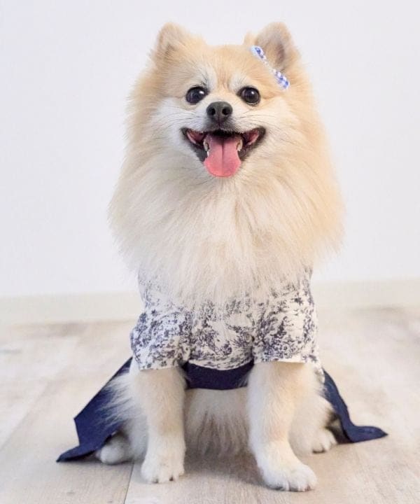 [}C]ghWC ybg [3L-6LTCY]/˂܁Eʂ܁iONEKOSAMA OINUSAMAj lCr[