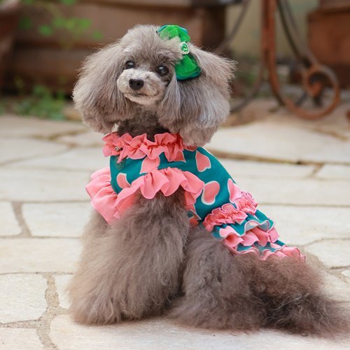 犬服　ゴッドピバ　フルーツフリルブラウスSM GODPIVA20周年記念フルーツフリルワンピース（Fa＊Fa別注