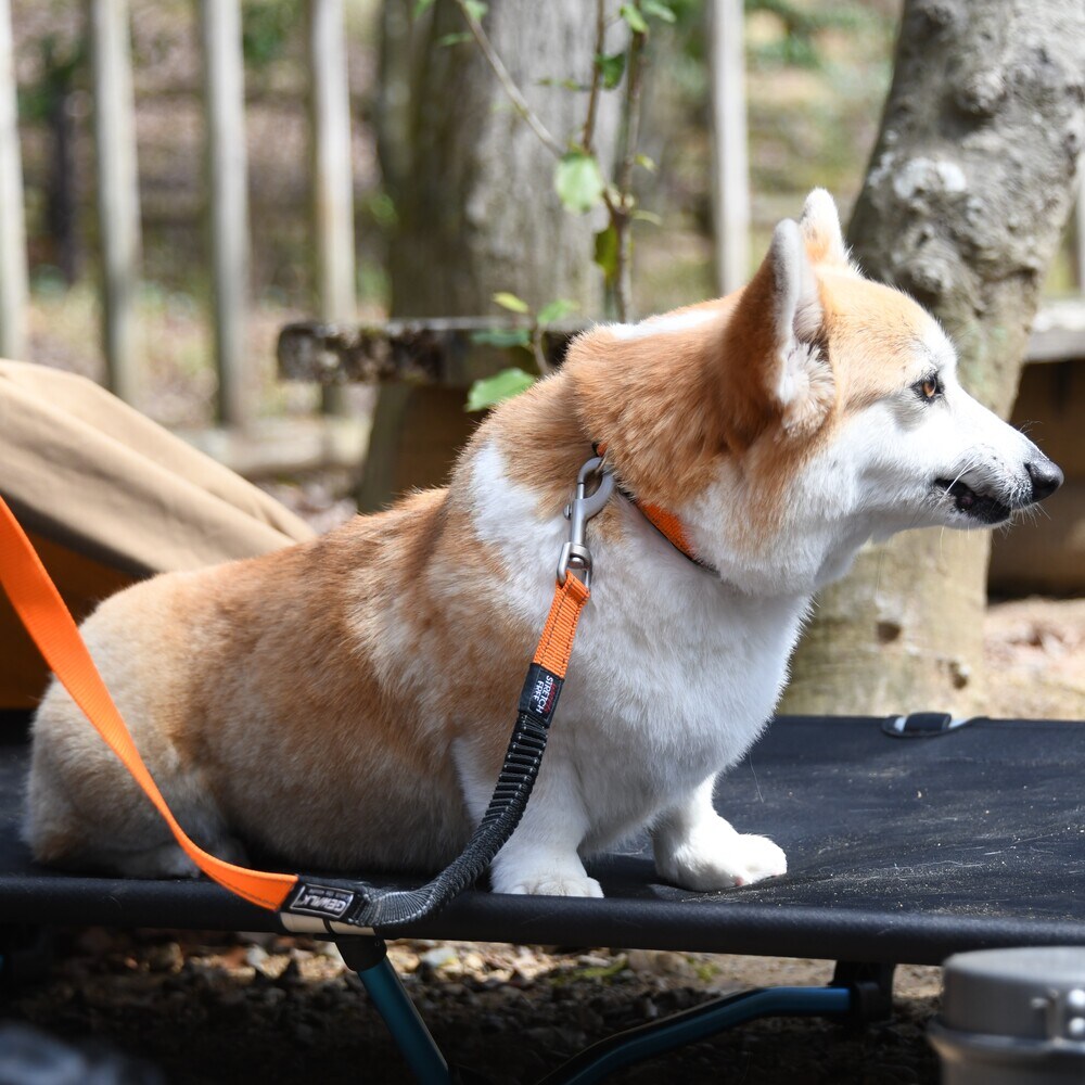 安い エクストリーム首輪