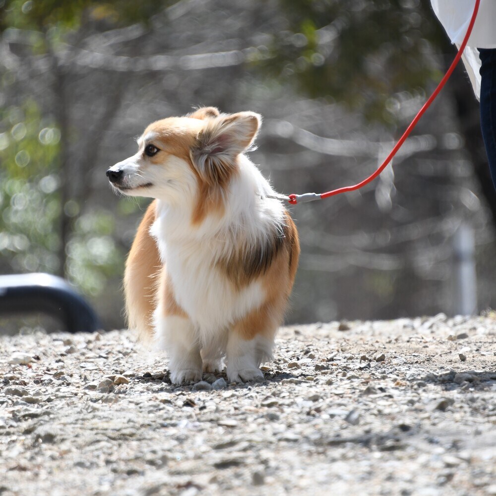 カラーズオブネイチャーシリーズ【S】リード | ジウォーク(GEWALK