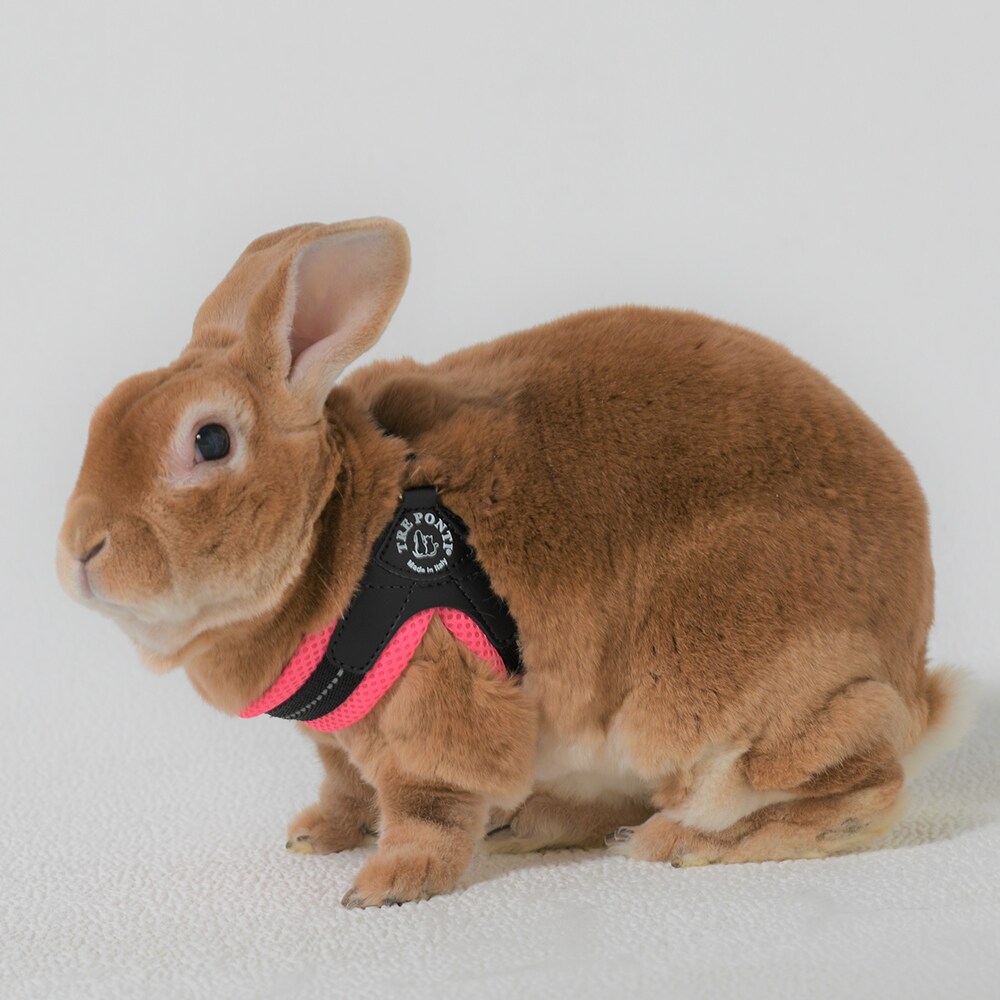 [}C]tBbrA \tgbVy3 3.5z/g|eBiTRE PONTIj sN