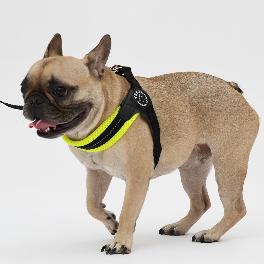 [}C]tBbrA AWX^u^Cv \tgbVy1 1.5z/g|eBiTRE PONTIj CG[