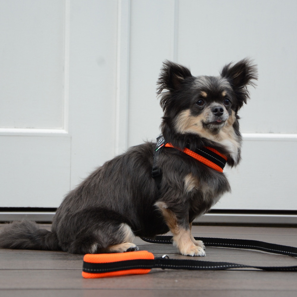 小型犬 フェリーク ネイビースター ベストハーネス 3号 ～4.5kg 難けれ