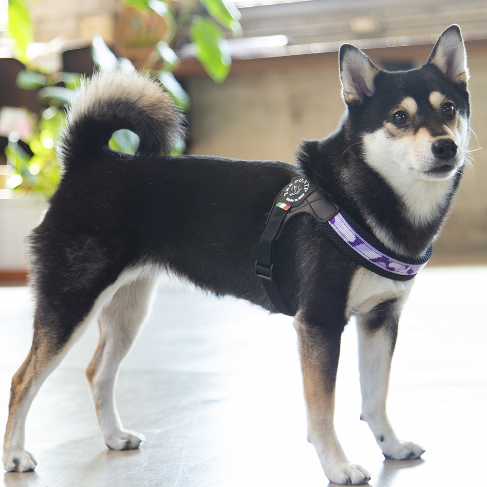 [}C]tBbrA AWX^u^Cv yj[RNVy3z/g|eBiTRE PONTIj p[vJ