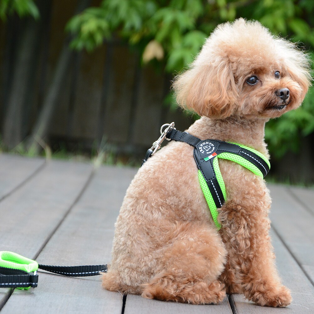 TRE PONTI トレポンティ 1.5号 イヌ 首輪 ハーネス &リード ソフト