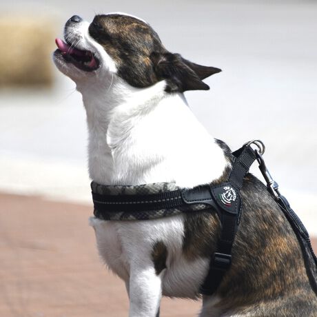 [^:LTX349D2-4600]̑̌^ɍ킹ē蕔̒߂\ȃn[lXłBw̃obN͊ȒPɒE\ŁA̎UhbOAAWeB[Ȃǂ̉^ۂɓW܂B_炩GSn̗ǂ\tgbVn͌yĒʋC蕉SɂȂɂA𔽎˂郊tNgfނ̎҂ݍ܂Ă̂ŖԂ̃EH[LOɂœKłBӎ2̃fUC݂܂Aǂ̃fUCKiɊԈႢ܂B܂Awۂ́Aǂ̃fUCIтƂ͂ł܂B̒낵肢\グ܂Bgp̓ybgڂ𗣂ȂŉBgpOɓ_Aꍇ͐V̂ƌĉBybgȊOɂ͎gpȂŉB̖h~ׁ̈AKTCYEK̏dȊÕybgɂ͎gpȂŉBAꍇ͓K̏dɗ]T̂鐻igpB̏ꏊɂƂǂ߂ẴׂPCɂ͎gpȂŉBlybgjГȂ悤ɒӂĉBAꍇ͏btɂkB{i͐gpBgp@̌╪ECEɂ鎖̂ɂẮAؐӔC𕉂܂Bqlgpۂ́AKیҗlĉB{i͏ՕiłBgpOɕK_AUOڈɐViɔւĉBقT̔jꂽgpȂŉBybg񂾂AЂƁA؂ꂽj܂B{igpۂ́A܂߂ĂȂA_ĉBybgꍇ́AɎgpȂŉBG▀CȂǂŐFꍇ܂BɐF̔ѐF̃ybgɂ͂ӉB΋C␅C̑ł̂gpۊǂ͂ȂŉBGꂽꍇ́AȏꏊɒuĊĉB̉͐ŔG炵złڂĂ@艺BcEybĝӂȂɕۊǂĉB