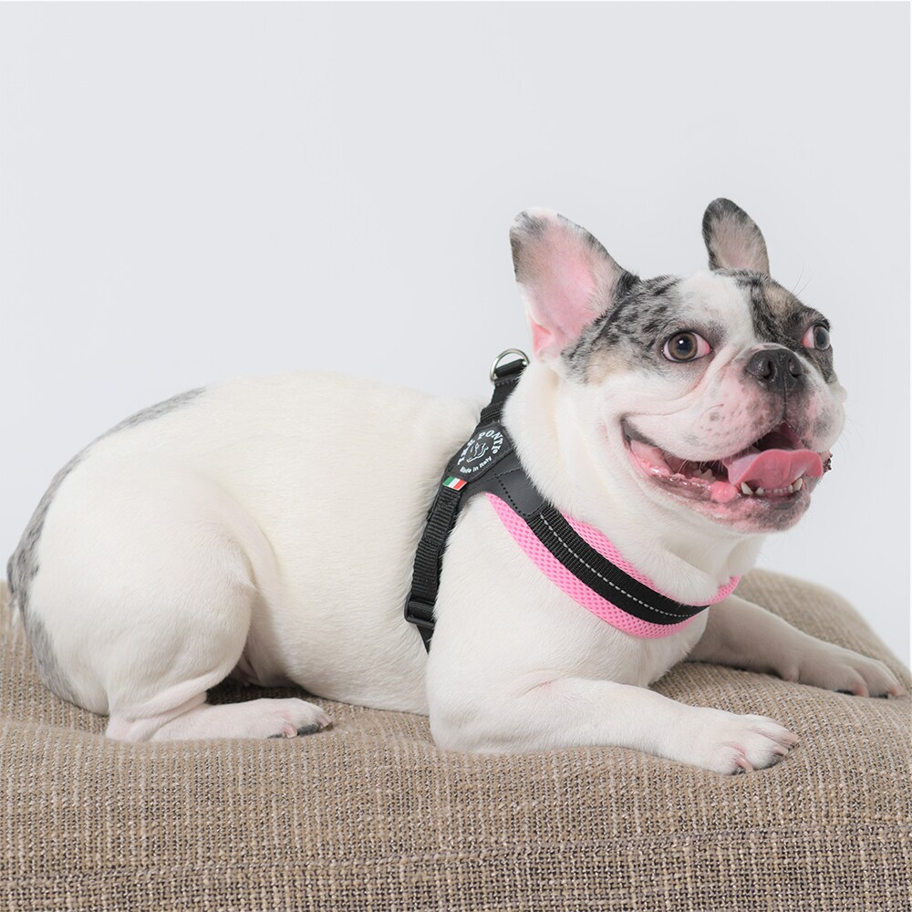 [}C]tBbrA AWX^u^Cv \tgbV pXey3 3.5z/g|eBiTRE PONTIj CgsN