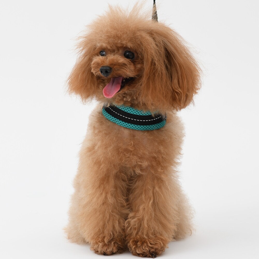 [}C]tBbrA AWX^u^Cv \tgbV pXey3 3.5z/g|eBiTRE PONTIj ^[RCY