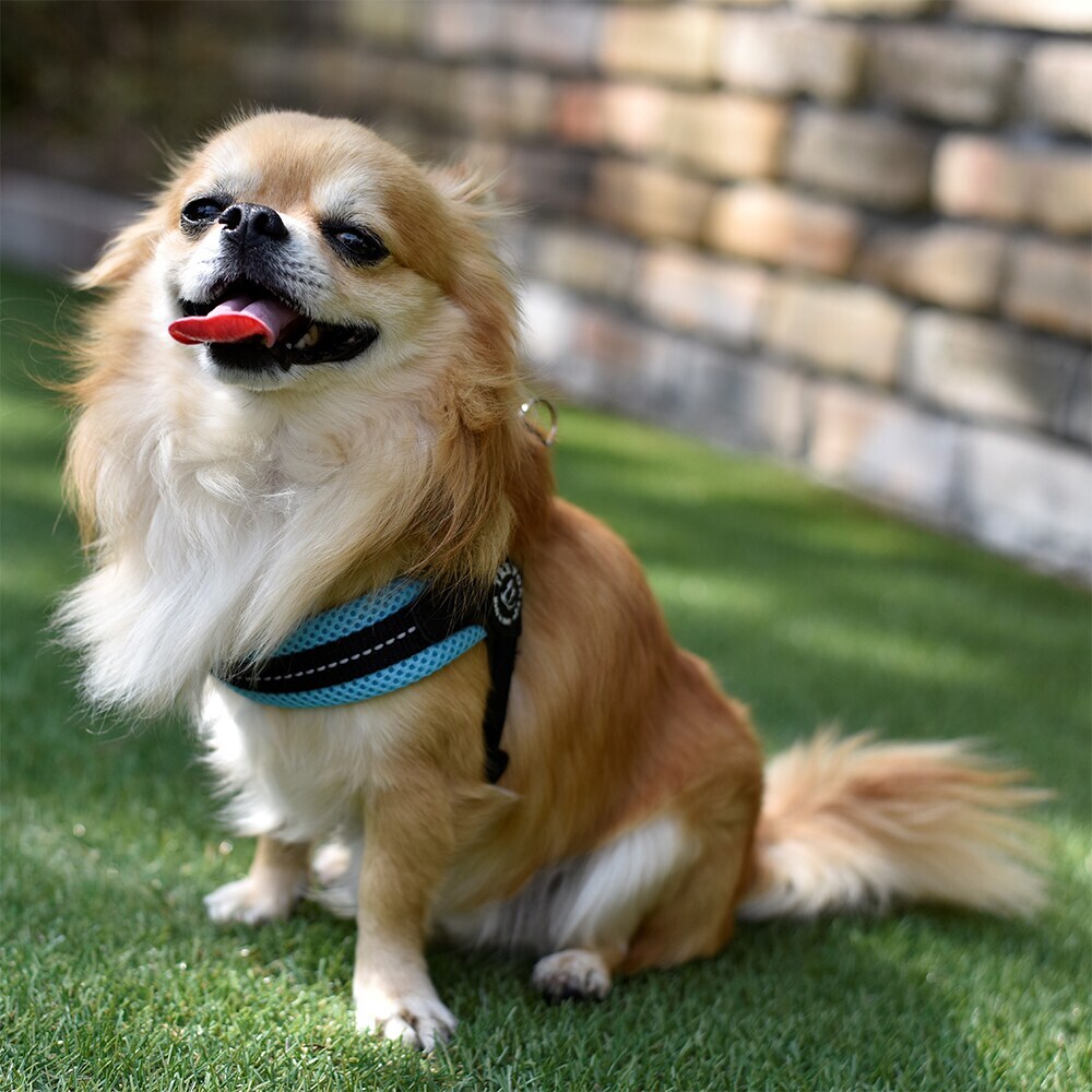 [}C]tBbrA AWX^u^Cv \tgbV pXey3 3.5z/g|eBiTRE PONTIj V[u[