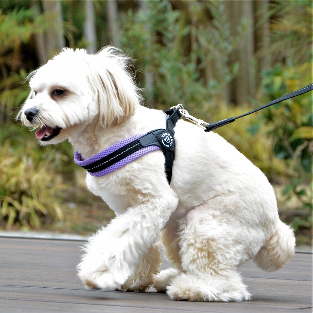 [}C]tBbrA AWX^u^Cv \tgbV pXey3 3.5z/g|eBiTRE PONTIj x_[