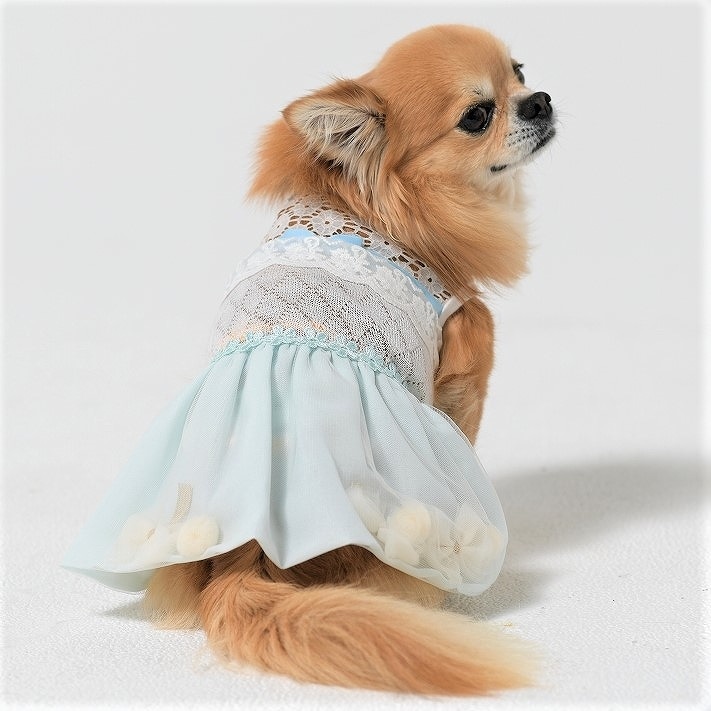 [}C]XC[go[s[X 4Fu[/WFhbOiGemelliDogj u[