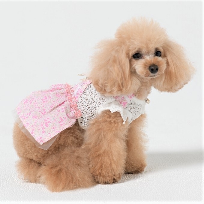 [}C]TXy_[K[[s[X 4FO[/WFhbOiGemelliDogj sN