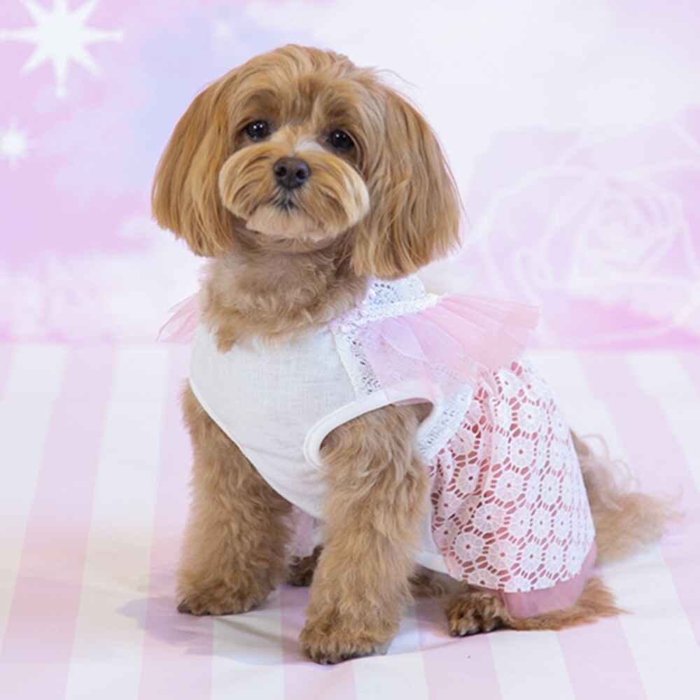 [}C]t[[X`jbN 4Fu[/WFhbOiGemelliDogj sN