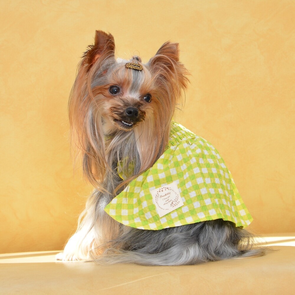 [}C]`FbNV[Os[X 4 IW/WFhbOiGemelliDogj CG[