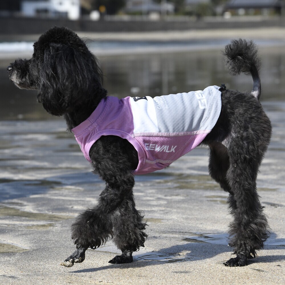 [}C]526 GW ANeBu N[O ^Ngbv/WEH[NiGEWALKj sN