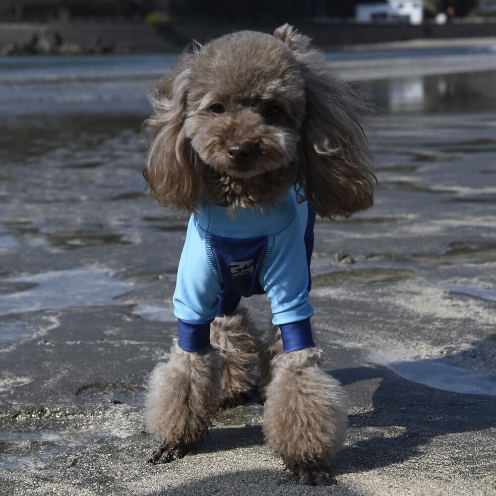 [}C]526 GW ANeBu N[O ^Ngbv/WEH[NiGEWALKj u[