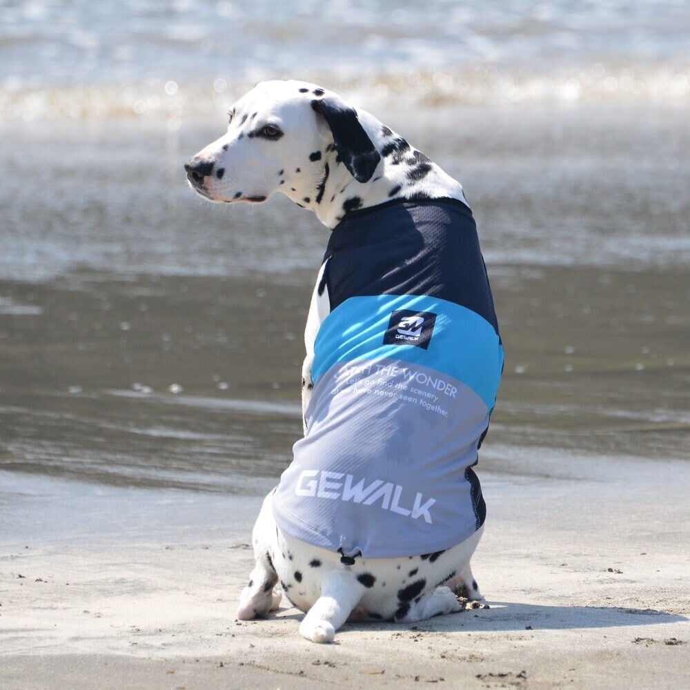 [}C]526 GW ANeBu N[O ^Ngbv/WEH[NiGEWALKj sN