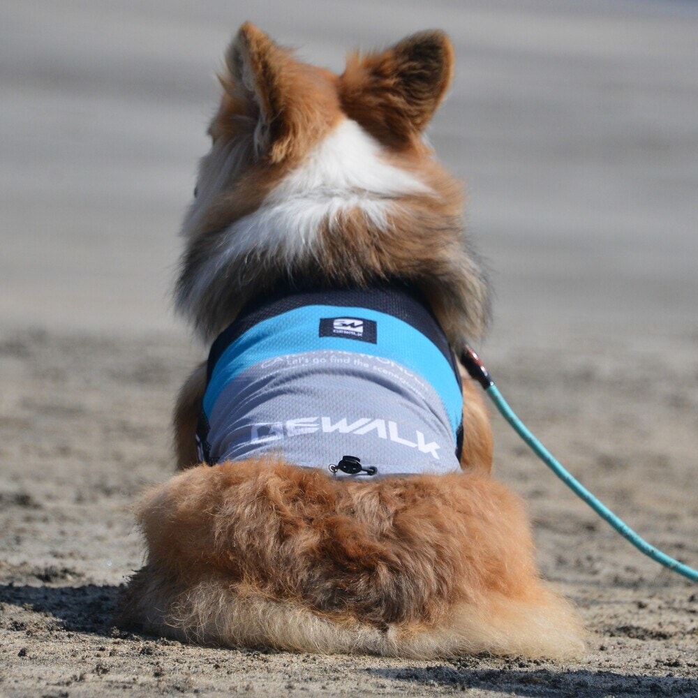 [}C]526 GW ANeBu N[O ^Ngbv/WEH[NiGEWALKj u[