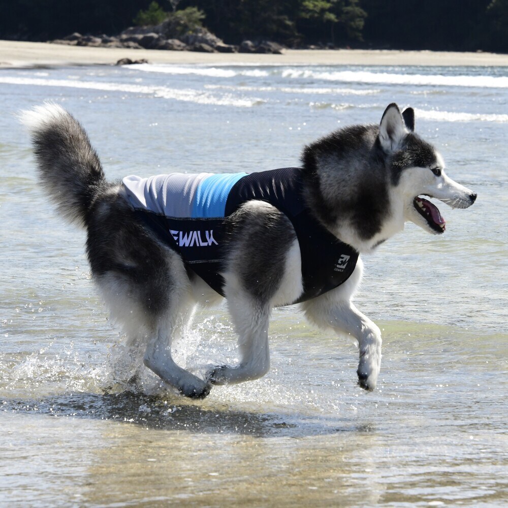 [}C]526 GW ANeBu N[O ^Ngbv/WEH[NiGEWALKj u[