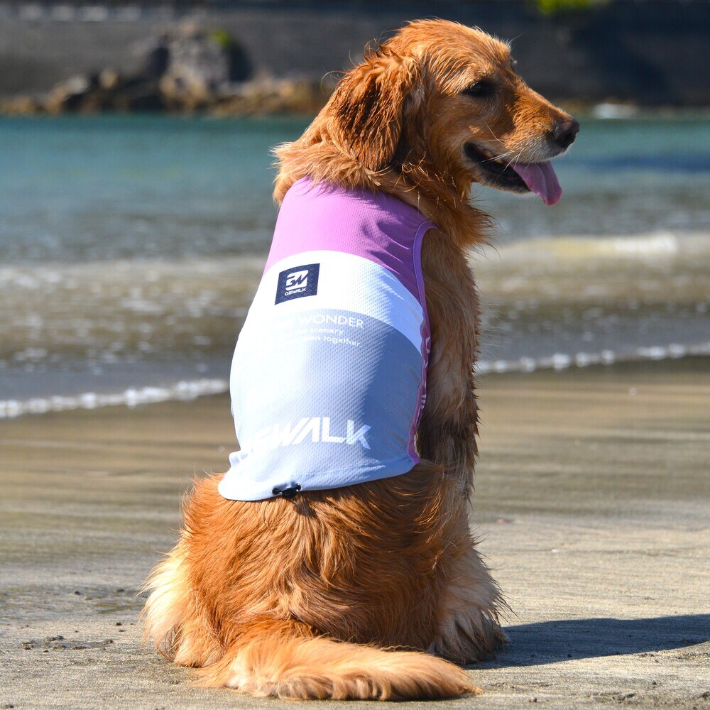 [}C]526 GW ANeBu N[O ^Ngbv/WEH[NiGEWALKj sN