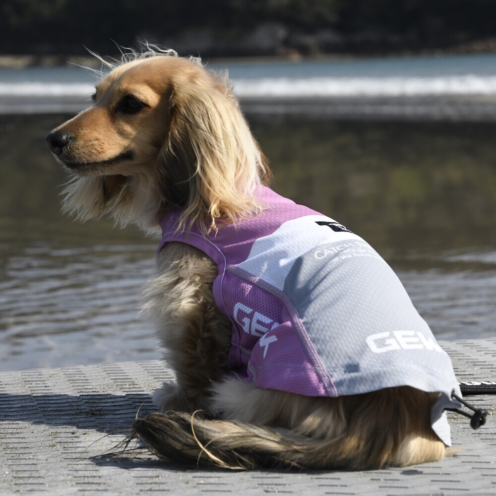 [}C]526 GW ANeBu N[O ^Ngbv/WEH[NiGEWALKj sN