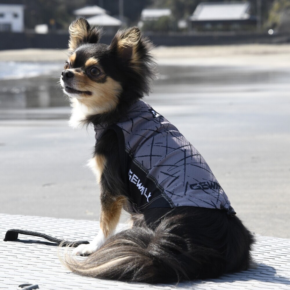 [}C]527 GW ANeBu N[O ^Ngbv/WEH[NiGEWALKj u[