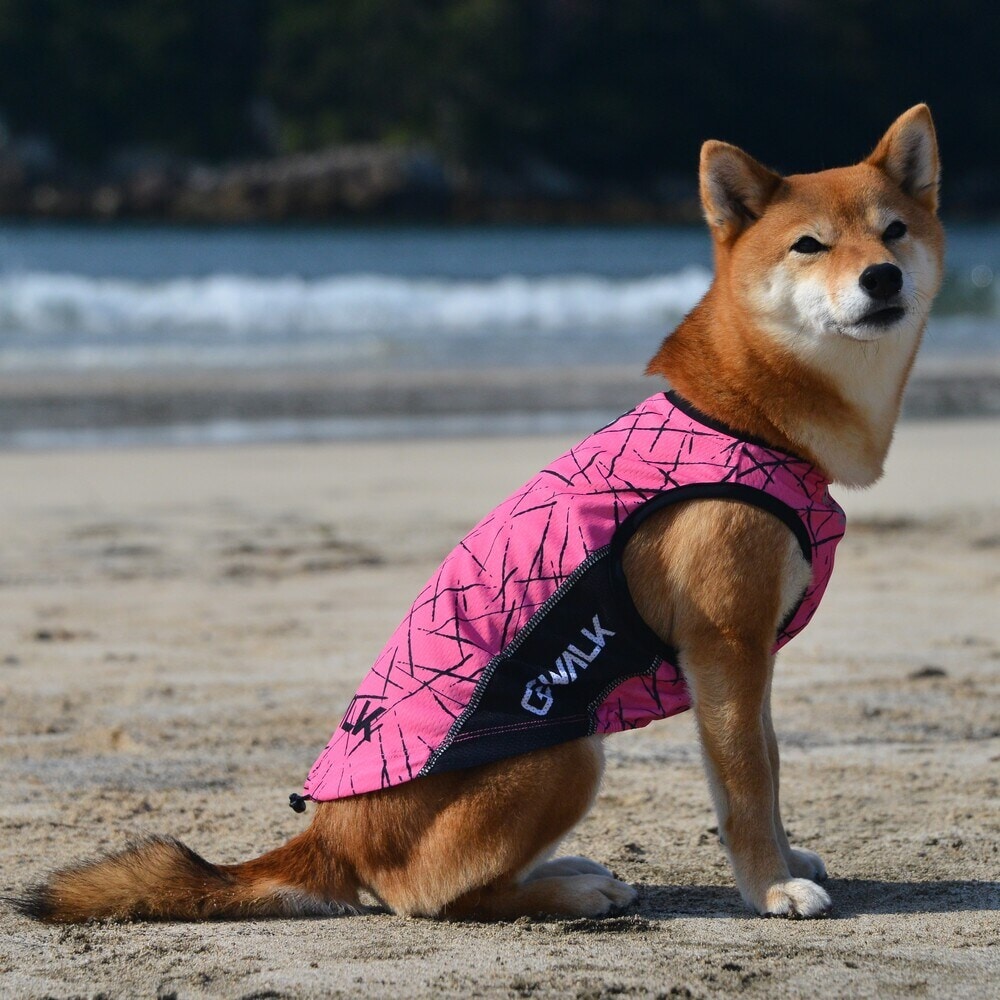 [}C]527 GW ANeBu N[O ^Ngbv/WEH[NiGEWALKj sN