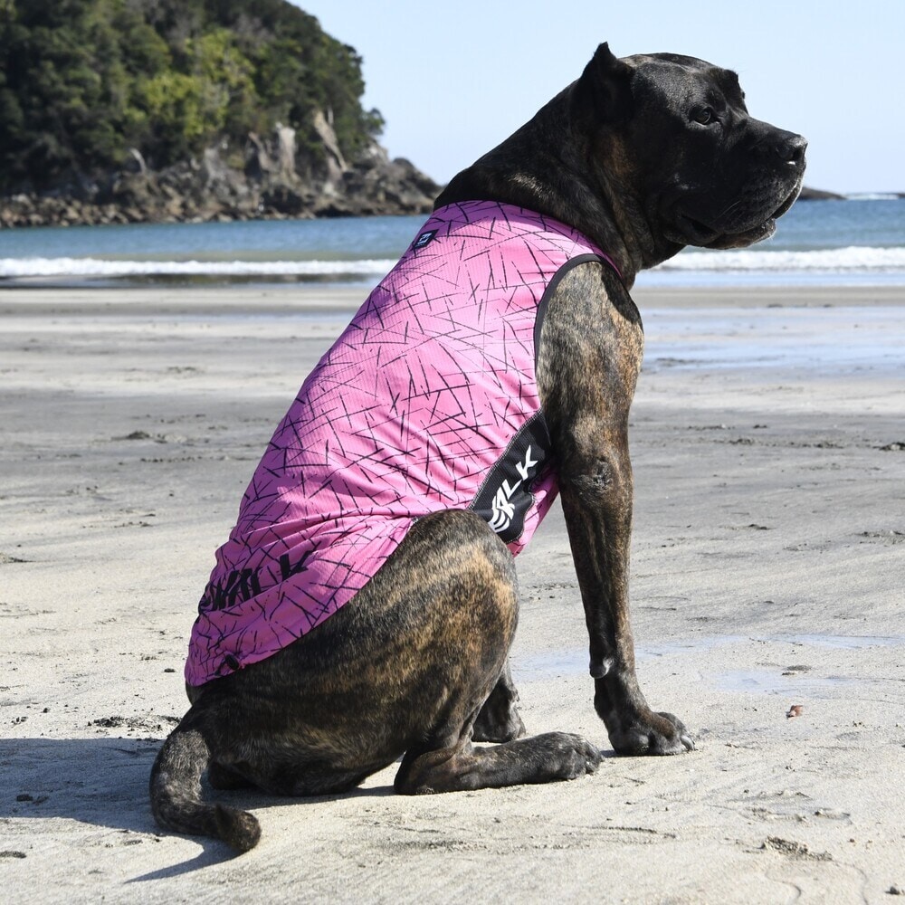 [}C]527 GW ANeBu N[O ^Ngbv/WEH[NiGEWALKj uE