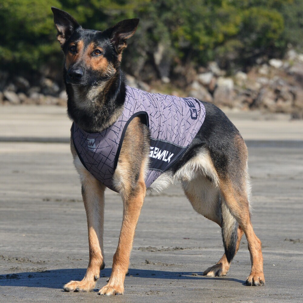 [}C]527 GW ANeBu N[O ^Ngbv/WEH[NiGEWALKj uE