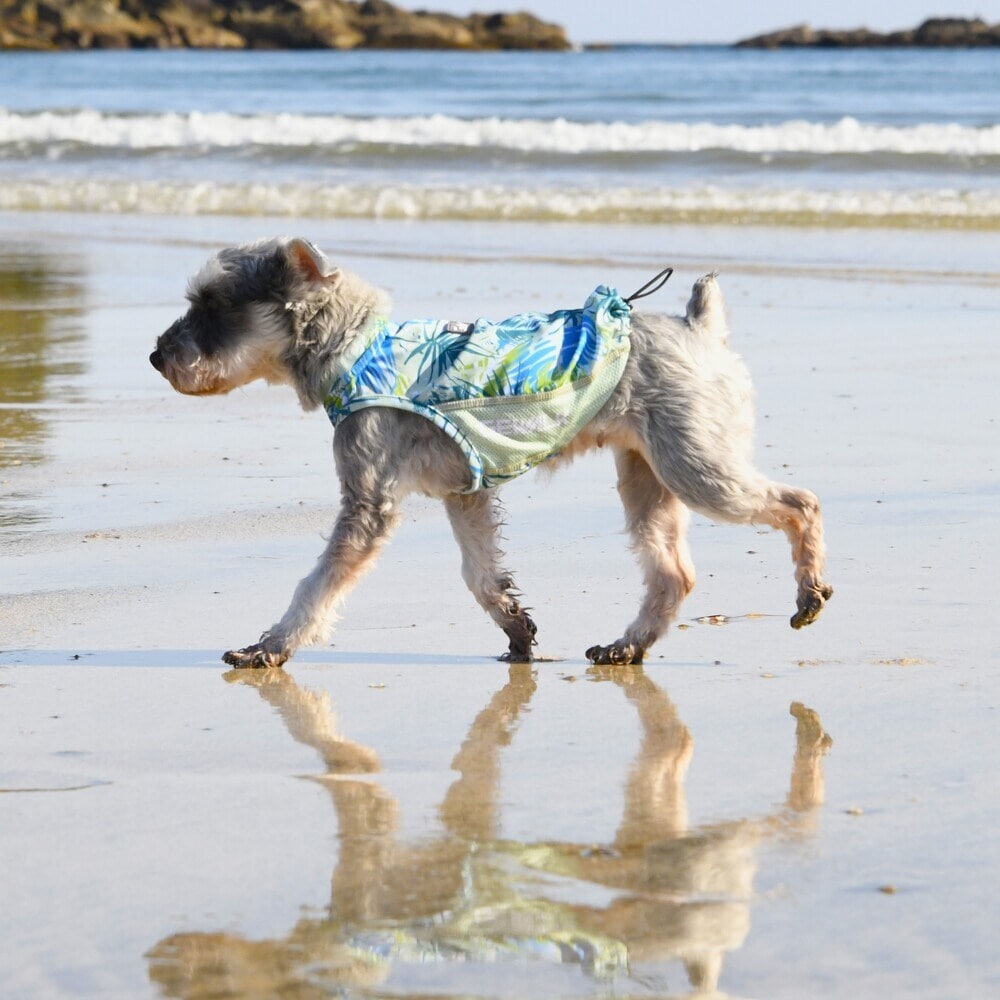 [}C]528 GW ANeBu TVF[h ^Ngbv/WEH[NiGEWALKj u[