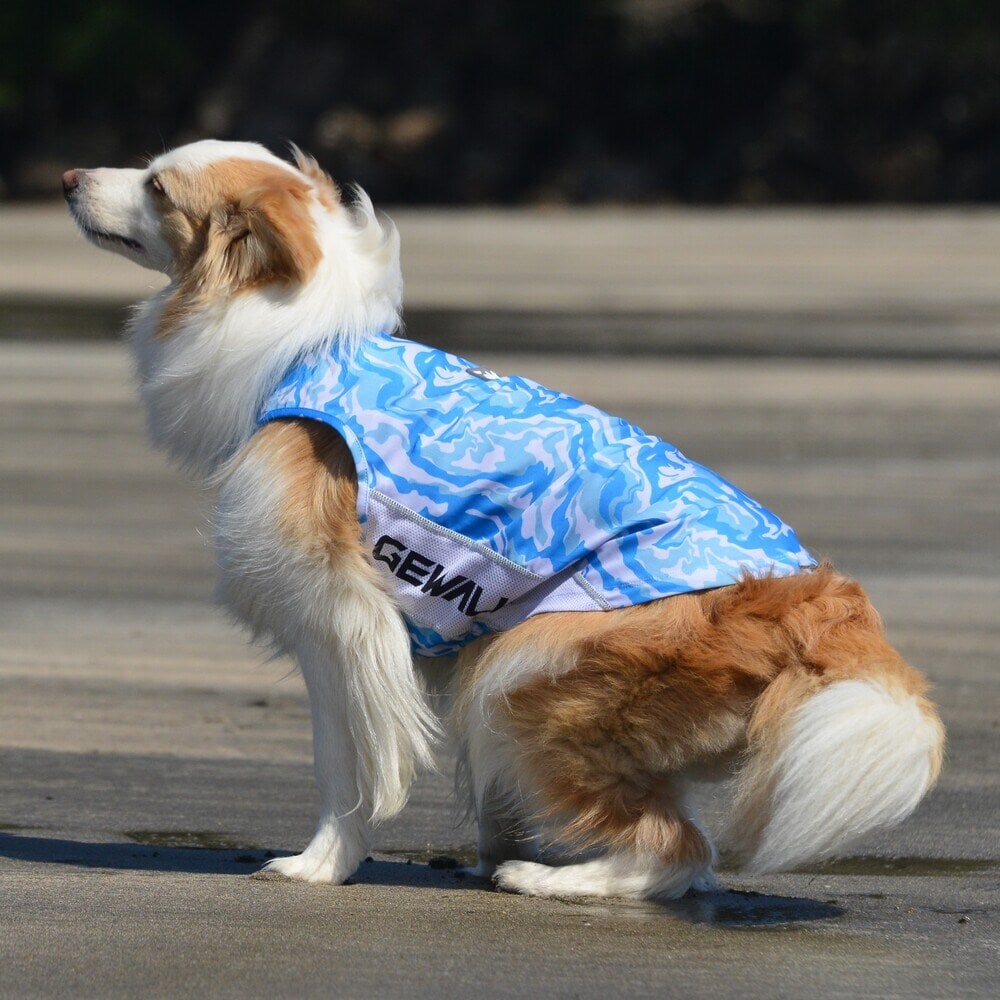 [}C]529 GW ANeBu TVF[h ^Ngbv/WEH[NiGEWALKj u[