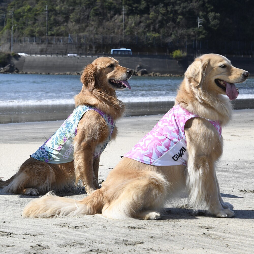 [}C]529 GW ANeBu TVF[h ^Ngbv/WEH[NiGEWALKj sN