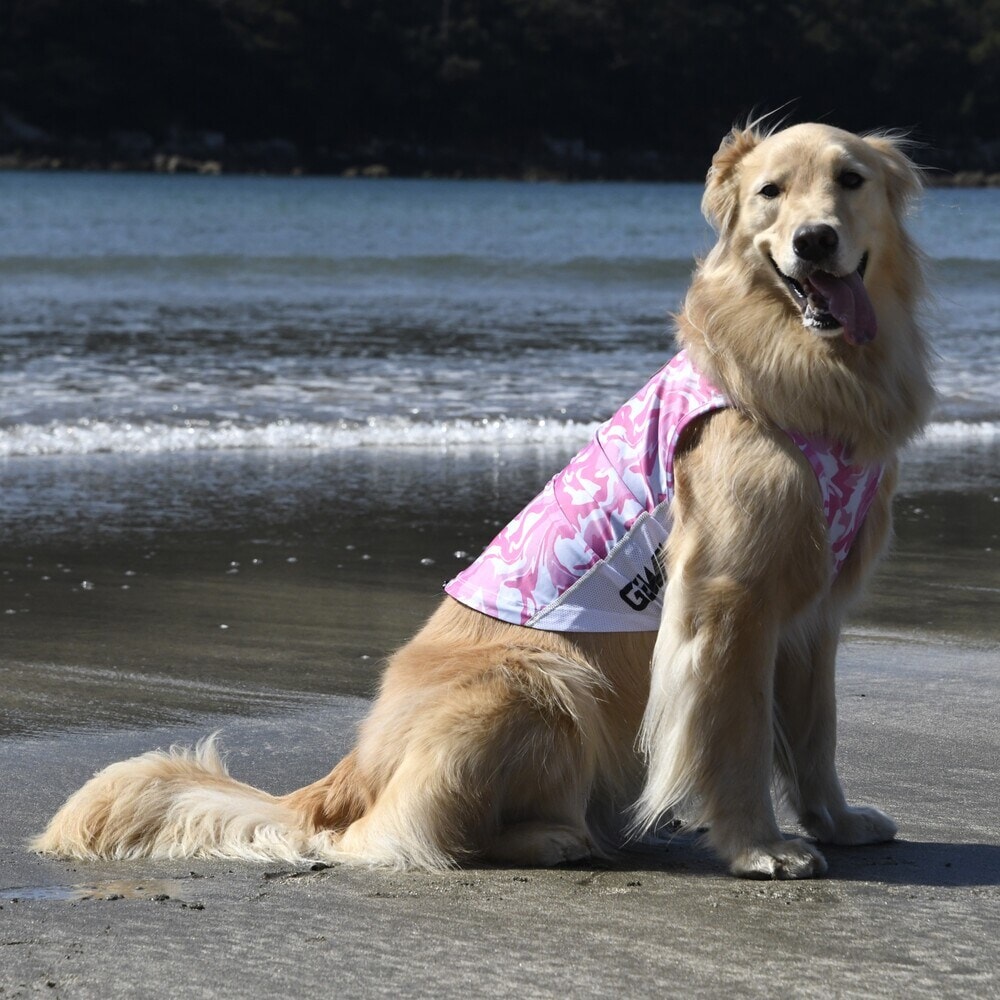 [}C]529 GW ANeBu TVF[h ^Ngbv/WEH[NiGEWALKj sN