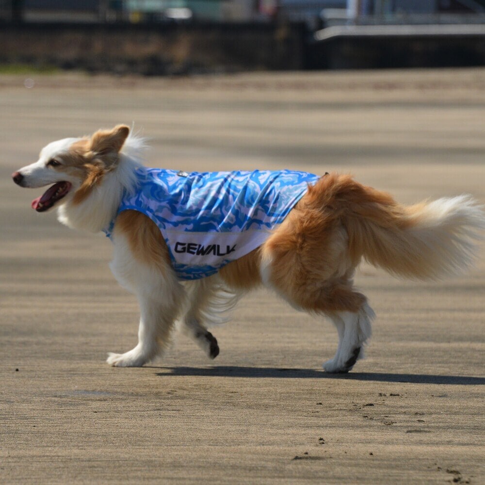 [}C]529 GW ANeBu TVF[h ^Ngbv/WEH[NiGEWALKj u[