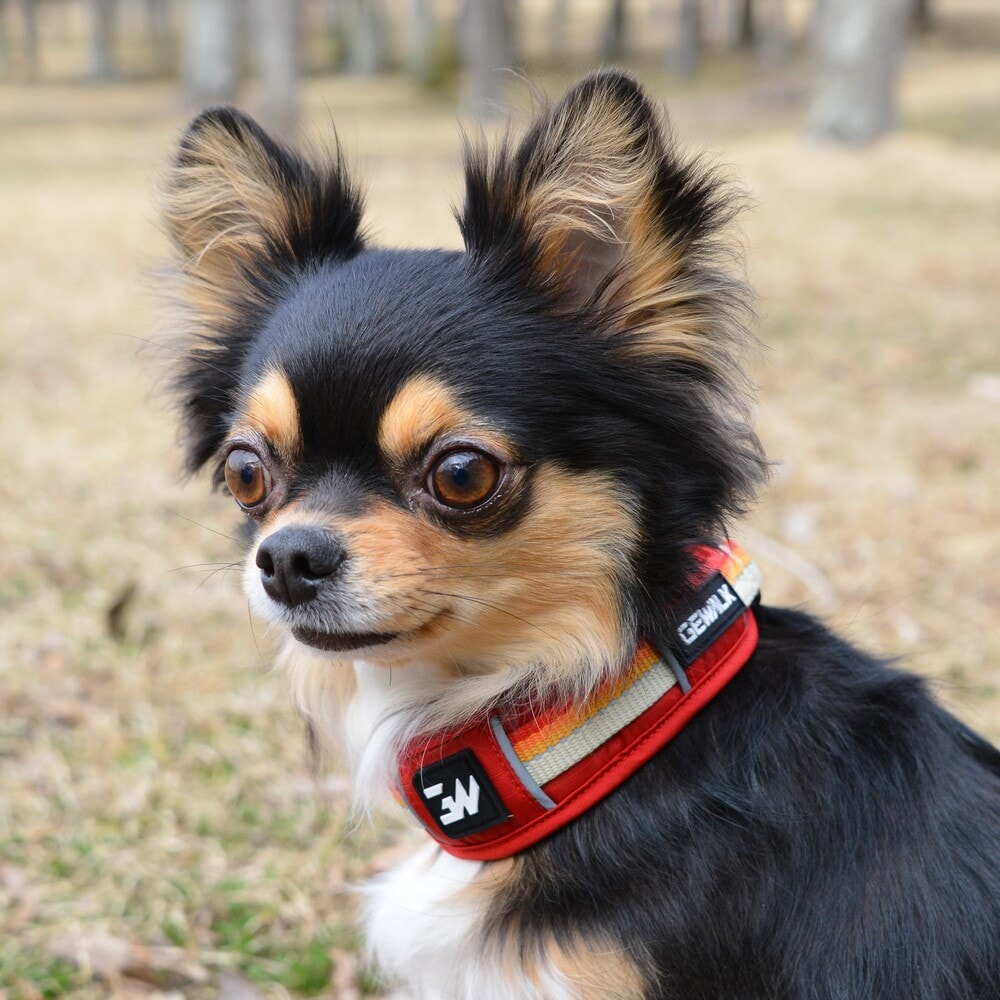 [}C]GW n[t `[N J[ GR /WEH[NiGEWALKj bh