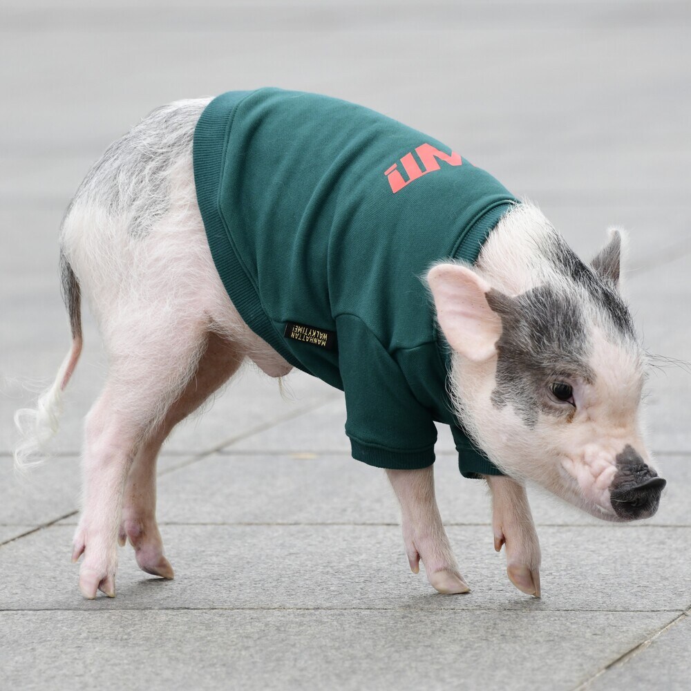 [}C]x[VbNN[lbNXEFbg/}nb^ EH[L[ ^CIiMANHATTAN WALKY TIMEIj O[