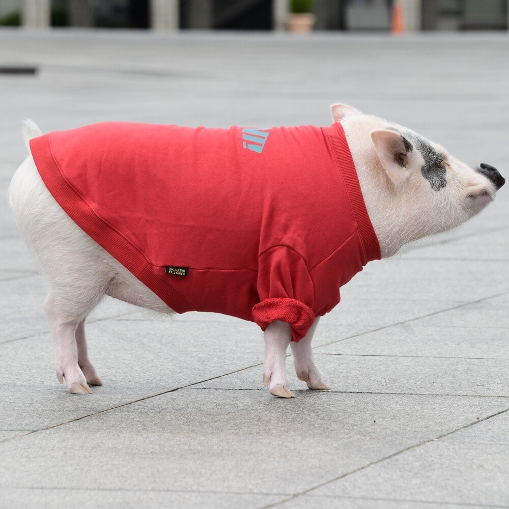 [}C]x[VbNN[lbNXEFbg/}nb^ EH[L[ ^CIiMANHATTAN WALKY TIMEIj bh