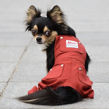 [^:LFW242-3600]wr[EFCgȃcCnŊɍꂽ[NpcłB킹₷RFJ[œWJłB΋Cɋ߂ÂAɂȂꏊɕۊǂȂŉB@E@͔AK􂢁ERĉB܂gpĐ􂤍ۂɂ͒܂gpAY܂̎gp͔ĉBFF肷鋰ꂪ܂̂ő̕ƈꏏɐ킸AKPi􂢂ĉBԐɐZĂƐF鋰ꂪ܂B^u[͏kދꂪ܂̂łBvgE}[N̂ݐ􂢂ƃAC͂BgppxɂjAiꍇ܂Bjꂽۂɂ́ǍɂȂ܂̂ŁAɎgp𒆎~ĉBݍ񂾏ꍇɂ͂ɎoAbtɂkB