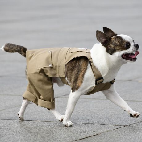 [^:LFW242-3900]wr[EFCgȃcCnŊɍꂽ[NpcłB킹₷RFJ[œWJłB΋Cɋ߂ÂAɂȂꏊɕۊǂȂŉB@E@͔AK􂢁ERĉB܂gpĐ􂤍ۂɂ͒܂gpAY܂̎gp͔ĉBFF肷鋰ꂪ܂̂ő̕ƈꏏɐ킸AKPi􂢂ĉBԐɐZĂƐF鋰ꂪ܂B^u[͏kދꂪ܂̂łBvgE}[N̂ݐ􂢂ƃAC͂BgppxɂjAiꍇ܂Bjꂽۂɂ́ǍɂȂ܂̂ŁAɎgp𒆎~ĉBݍ񂾏ꍇɂ͂ɎoAbtɂkB