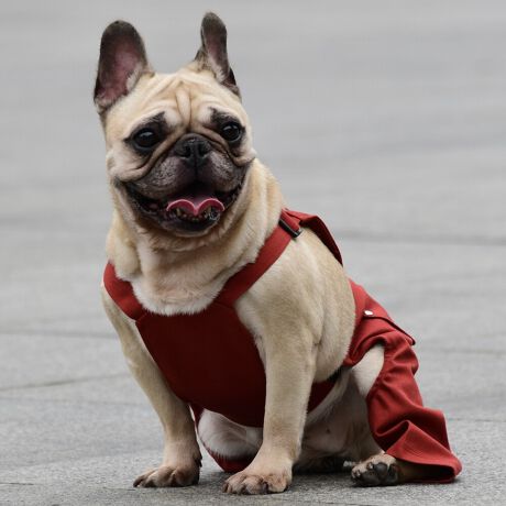 [^:LFW242-4500BM]wr[EFCgȃcCnŊɍꂽ[NpcłB킹₷RFJ[œWJłB΋Cɋ߂ÂAɂȂꏊɕۊǂȂŉB@E@͔AK􂢁ERĉB܂gpĐ􂤍ۂɂ͒܂gpAY܂̎gp͔ĉBFF肷鋰ꂪ܂̂ő̕ƈꏏɐ킸AKPi􂢂ĉBԐɐZĂƐF鋰ꂪ܂B^u[͏kދꂪ܂̂łBvgE}[N̂ݐ􂢂ƃAC͂BgppxɂjAiꍇ܂Bjꂽۂɂ́ǍɂȂ܂̂ŁAɎgp𒆎~ĉBݍ񂾏ꍇɂ͂ɎoAbtɂkB