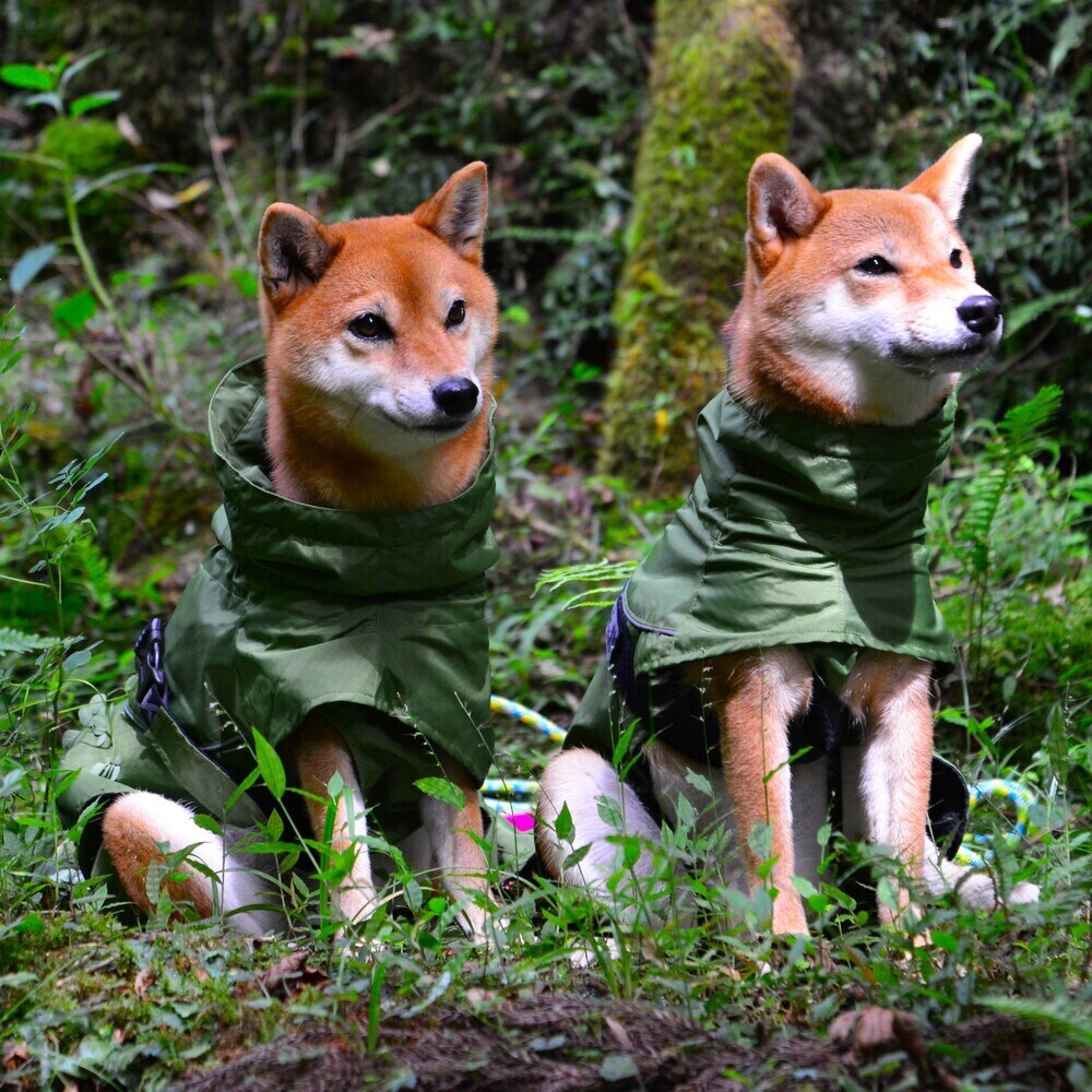 [}C]SHELL JACKET ECO/WEH[NiGEWALKj O[