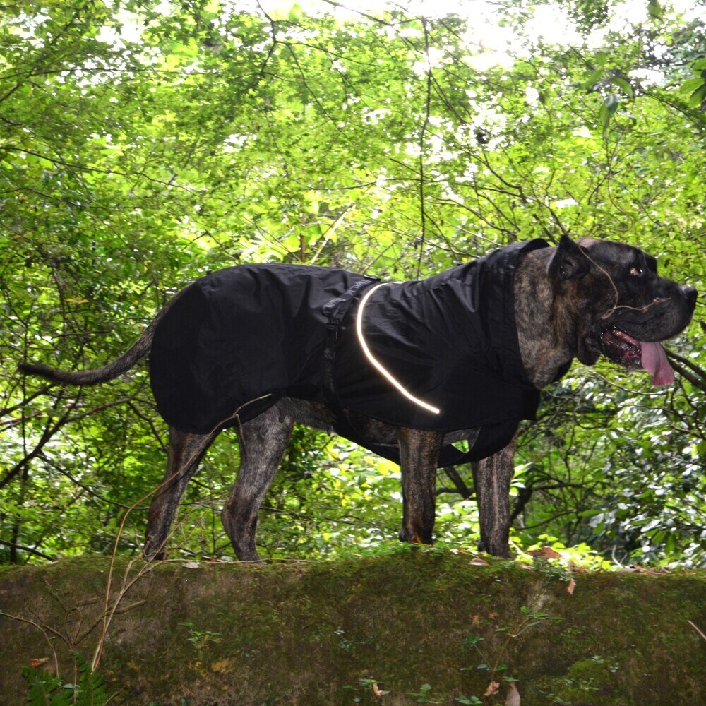 [�}���C]SHELL JACKET ECO/�W�E�H�[�N�iGEWALK�j �u���b�N