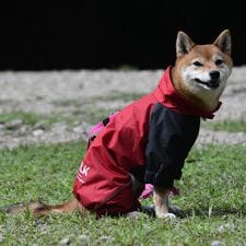 ジウォーク(GEWALK)のＤＲＩＺＺＬＥ　ＴＨＥＲＭＡＬ　ＯＶＥＲＡＬＬ