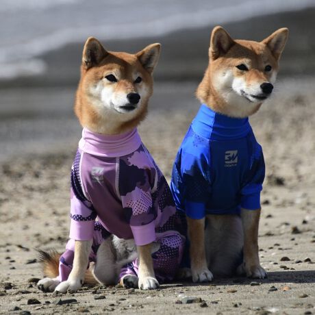 [^:LGE537-6000M][^LGE537-6000MEDIUM]EFAŜɝH{ĂADȂǂ̉ꂩ爤veNgIu4WAYX[p[Xgb`+tbgV[}Dv̗pADڂŃSȂSnƔQ̃tBbgɂ蓮₷܂B܂AōNX̎OՕłUPF50+A[ꎞł莋FłXgb`}`tN^[ɂSǋIJ̓ᒆł̂U͂ACARhbOȂǗlXȃAEghAV[ő劈̃ANeBup[XłBTCY w(cm) (cm) (cm)XS 23 32`36 20`24S 27 35`39 22`262S 29 36`40 22`26M 31 40`44 24`282M 31 44`48 26`303M 35 46`50 27`31L 38 50`54 29`332L 41 54`58 31`353L 43 58`62 33`374L 46 62`66 35`395L 49 67`71 38`42XL 55 71`75 38`422XL 58 79`83 43`473XL 61 87`91 48`524XL 65.5 89`93 52`565XL 70 92`96 57`61DS 31 36`40 23`27DM 35 40`44 26`30BS 29 48`53 33`37BM 31 53`58 36`40BL 33 55`60 39`43CGS 42 48`53 32`36CGM 47 53`58 35`39CGL 52 58`63 38`42HS 34 38`41 18`22HSM 35.5 41`44 20`24HM 37 44`47 21`25HL 40 47`50 23`27yDSzyDMzF_bNXthpyBSzyBMzyBLzFt`uhbNpyCGSzyCGMzyCGLzFR[M[pyHSzyHSMzyHMzyHLzFnEhnp