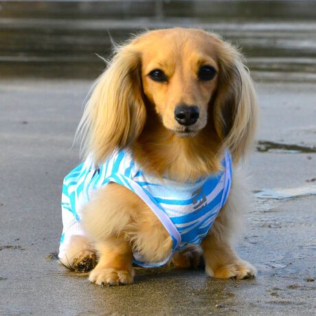 [^:LGE539-3000MD][^LGE539-3000MD]GƂЂ芴ɂA₩Ȓp܂B𐁂ƋCMɂKɁB܂AōNX̎OՕłtoeTO{⎇O爤܂BSɂ͗[ꎞł莋Fł郊tN^[ɂSǋITCY w(cm) (cm) (cm)XS 23 29`36 20`24S 27 36`42 23`27M 31 42`47 26`30L 35 47`54 30`35XL 40 54`61 35`402XL 50 67`73 41`453XL 60 78`85 49`534XL 70 93`100 58`63DM 35 42`47 26`30BS 29 48`53 32`37BM 31 53`58 35`40BL 33 58`63 38`43yDMzF_bNXthpyBSzyBMzyBLzFt`uhbNp