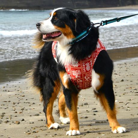 [^:LGE541-4500L][^LGE541-4500LARGE]ōNX̎OՕłtoeTO{⎇O爤܂IɗDA𐁂ƋCMɂKɁB܂AuSv`xX[p[Xgb`{tbgV[}Dv̗pADڂŃSȂSnƔQ̃tBbgɂ蓮₷܂BtuJbgAՔMʂAUhbOɂ߂ŁA₷TVF[h^NgbvłBTCY w(cm) (cm) (cm)XS 23 29`36 20`24S 27 36`42 23`27M 31 42`47 26`30L 35 47`54 30`35XL 40 54`61 35`402XL 50 67`73 41`453XL 60 78`85 49`534XL 70 93`100 58`63DM 35 42`47 26`30BS 29 48`53 32`37BM 31 53`58 35`40BL 33 58`63 38`43yDMzF_bNXthpyBSzyBMzyBLzFt`uhbNp