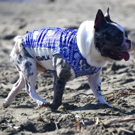 [^:LGE541-3500FB][^LGE541-3500FB]ōNX̎OՕłtoeTO{⎇O爤܂IɗDA𐁂ƋCMɂKɁB܂AuSv`xX[p[Xgb`{tbgV[}Dv̗pADڂŃSȂSnƔQ̃tBbgɂ蓮₷܂BtuJbgAՔMʂAUhbOɂ߂ŁA₷TVF[h^NgbvłBTCY w(cm) (cm) (cm)XS 23 29`36 20`24S 27 36`42 23`27M 31 42`47 26`30L 35 47`54 30`35XL 40 54`61 35`402XL 50 67`73 41`453XL 60 78`85 49`534XL 70 93`100 58`63DM 35 42`47 26`30BS 29 48`53 32`37BM 31 53`58 35`40BL 33 58`63 38`43yDMzF_bNXthpyBSzyBMzyBLzFt`uhbNp