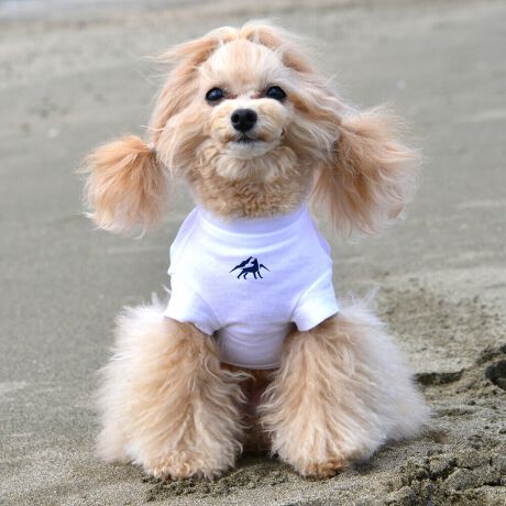 [^:LGE545-2500S]RbgPOOOtBbNsVcBZ߂œ₷EȒPȃx[VbNfłBOɂ̓Ső̂ɃtBbgI͂̎Aql܂ł̖LxȃTCYoG[VłBƑ݂ȂR[fł݂Ƃ̂ȂiFAꏏɒTɍsITCY w(cm) (cm) (cm)XS 23 29`36 20`24S 27 36`42 23`27M 31 42`47 26`30L 35 47`54 30`35XL 40 54`61 35`402XL 50 67`73 41`453XL 60 78`85 49`534XL 70 93`100 58`63DS 31 36`42 23`27DM 35 42`47 26`30BM 31 53`58 35`40BL 33 58`63 38`43CG 47 50`57 34`39yDSzyDMzF_bNXthpyBMzyBLzFt`uhbNpyCGzFR[M[p